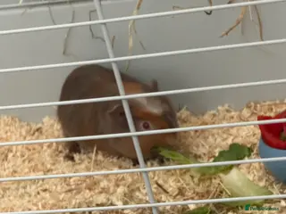 Guinea Pig rodents Two guinea pigs - Advert 15