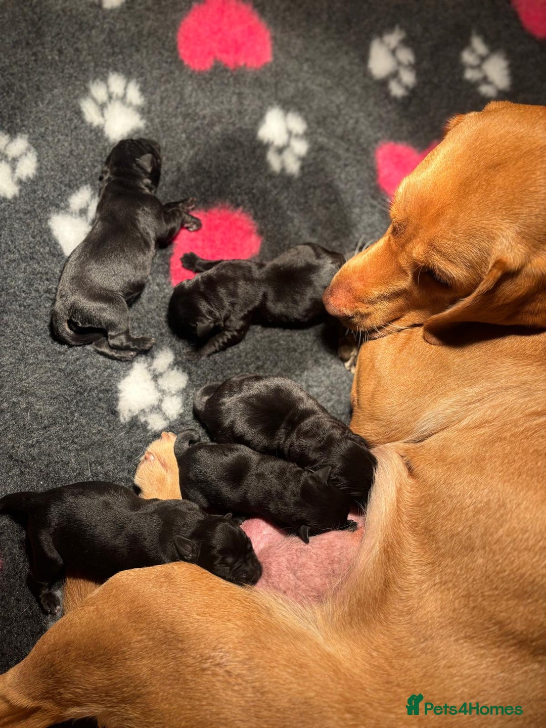 Labrador Retriever dogs for sale: Beautiful Black Pedigree Labrador Puppies - Advert 2