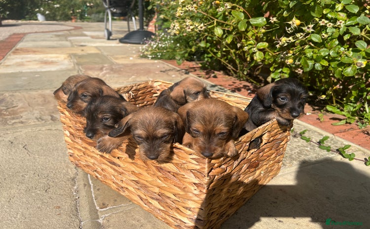Dachshund dogs - Advert 7