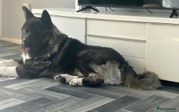 Akita dogs for sale:  ⭐ READY NOW adorable chunky A/AKITAS - Image 19