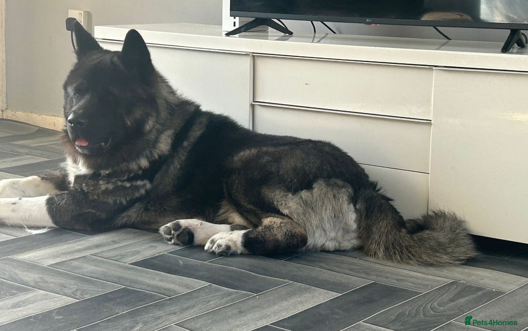 Akita dogs for sale:  ⭐ READY NOW adorable chunky A/AKITAS - Image 19