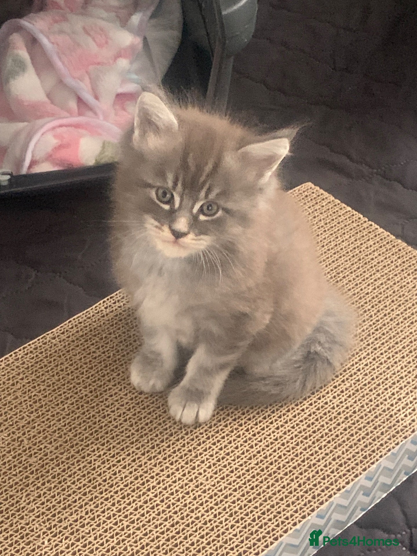 Maine Coon cats AMAZING TICA REGISTERED KITTENS - Advert 2