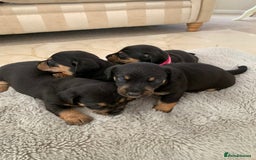 Dachshund dogs for sale: dachshund  - Image 6