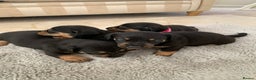 Dachshund dogs for sale: dachshund  - Advert 6