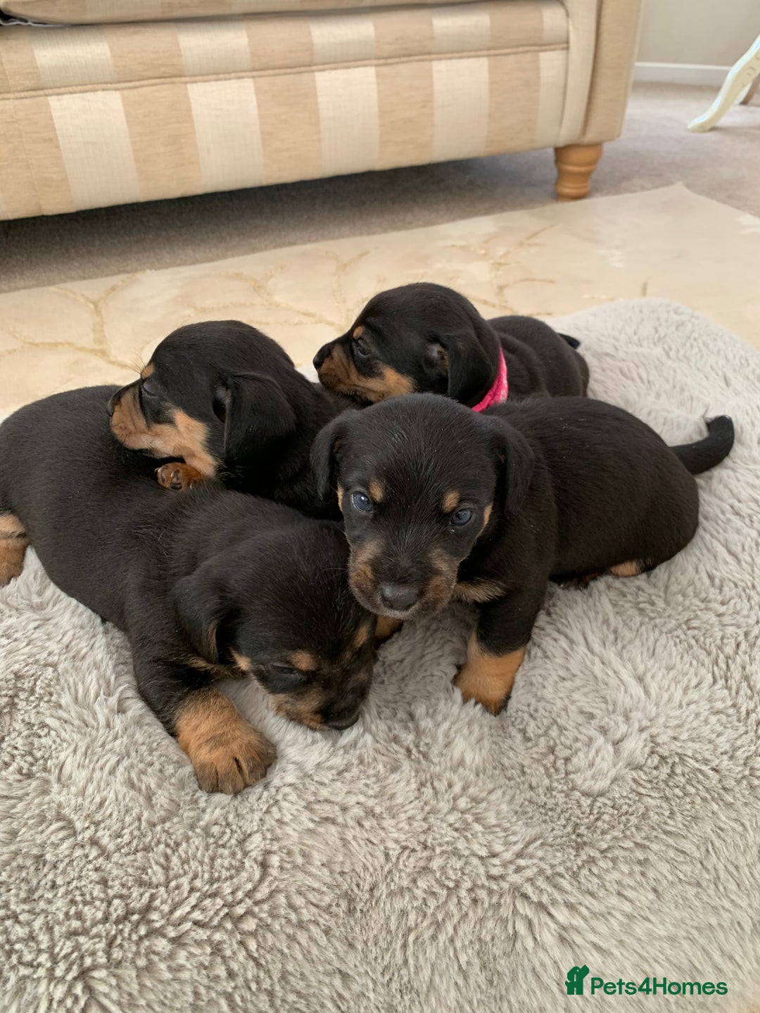 Dachshund dogs for sale: dachshund  - Image 6