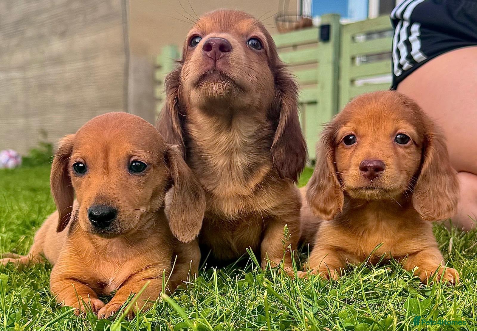 Miniature Dachshund dogs Red long hair miniature daschund puppies - Advert 1