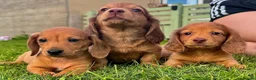 Miniature Dachshund dogs for sale: Red long hair miniature daschund puppies - Advert 1