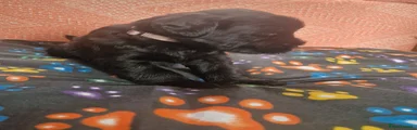 Giant Schnauzer 3