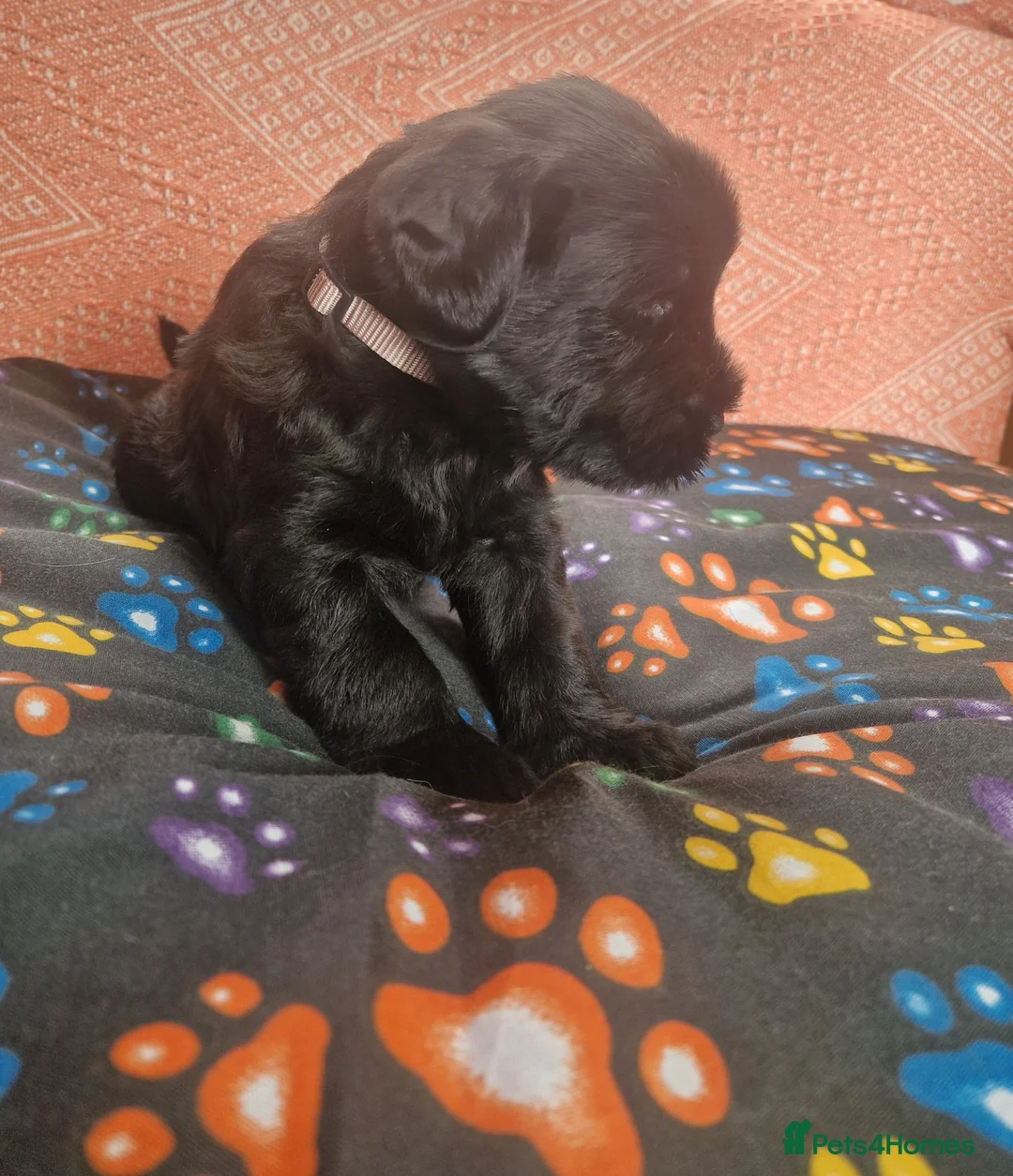 Giant Schnauzer dogs for sale: 2 male Giant schnauzer puppy's remaining  - Advert 35