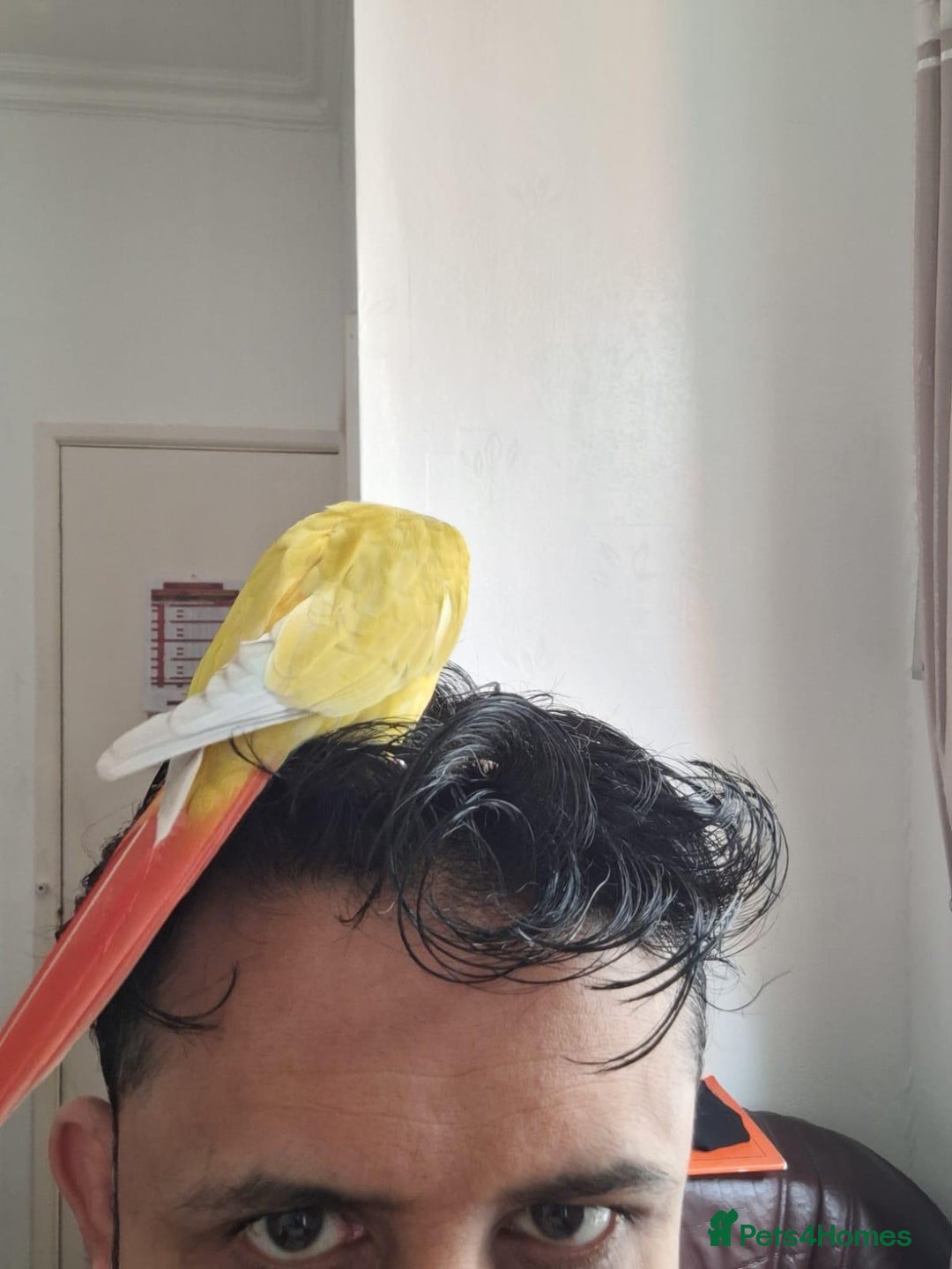 Conures birds for sale: Conure and Lovebird for Sale  - Image 7