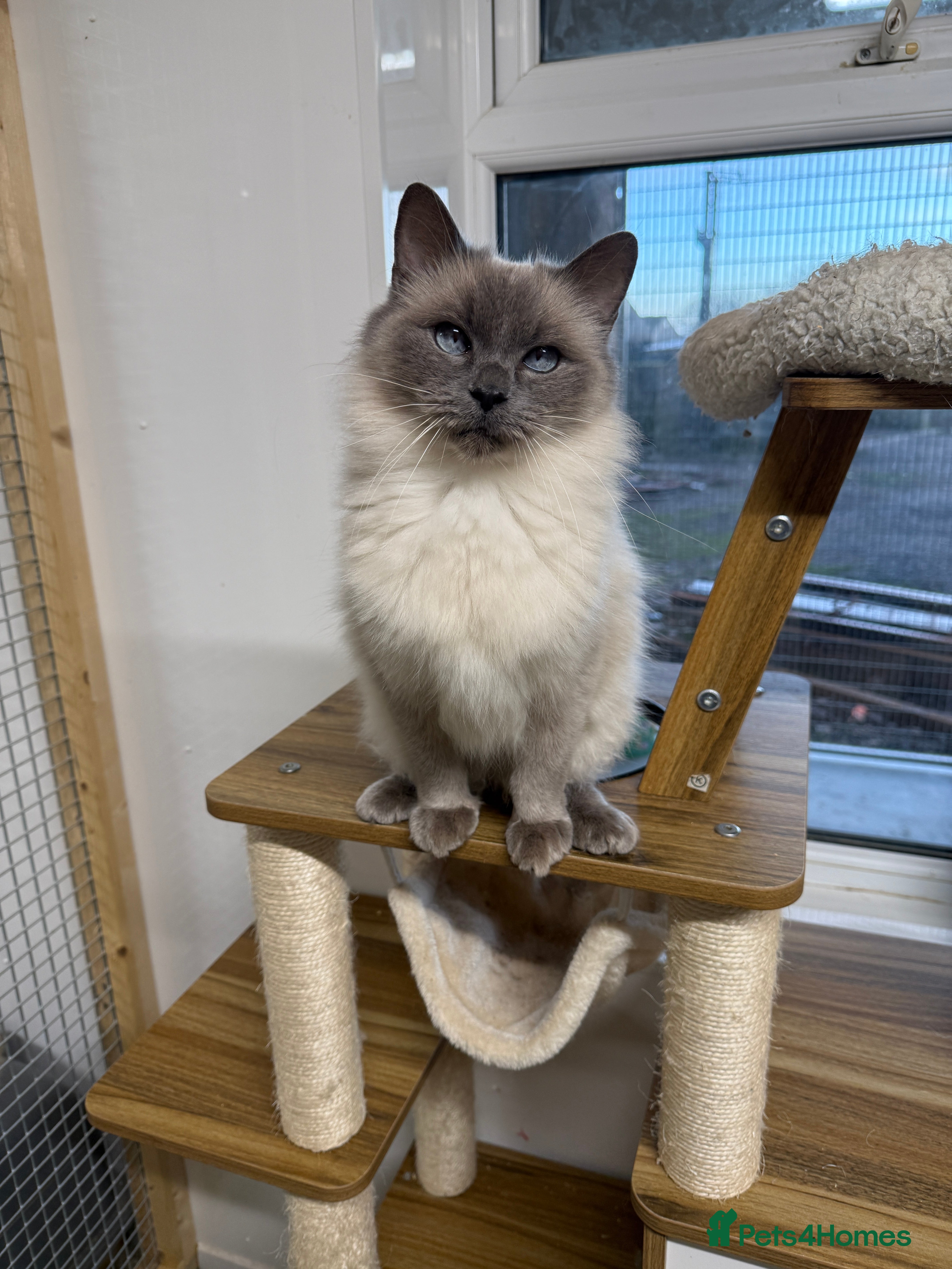 Ragdoll cats Beautiful GCCF registered ragdoll retired queen  - Advert 1