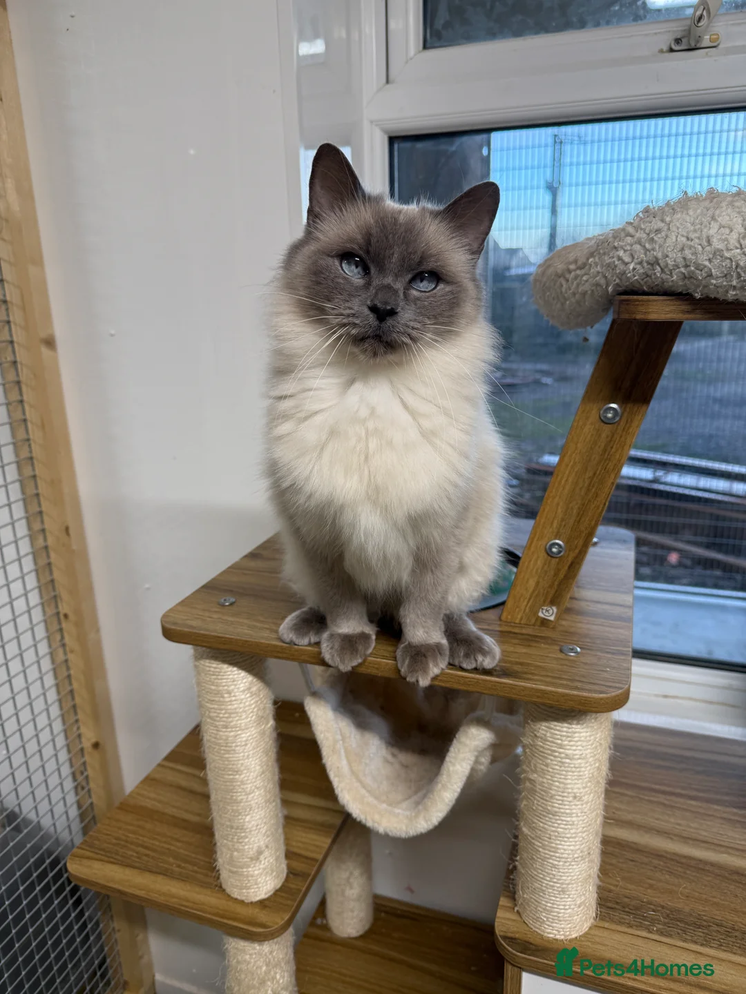 Ragdoll cats for sale: Beautiful GCCF registered ragdoll retired queen  - Advert 1