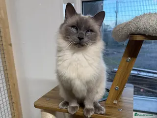 Ragdoll cats Beautiful GCCF registered ragdoll retired queen - Advert 1