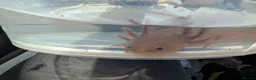 Axolotl reptiles for sale: Copper axanthic Melanoid baby Axolotl - Advert 2