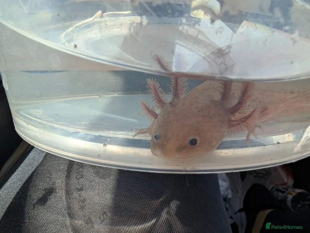 Axolotl reptiles for sale: Copper axanthic Melanoid baby Axolotl - Advert 2