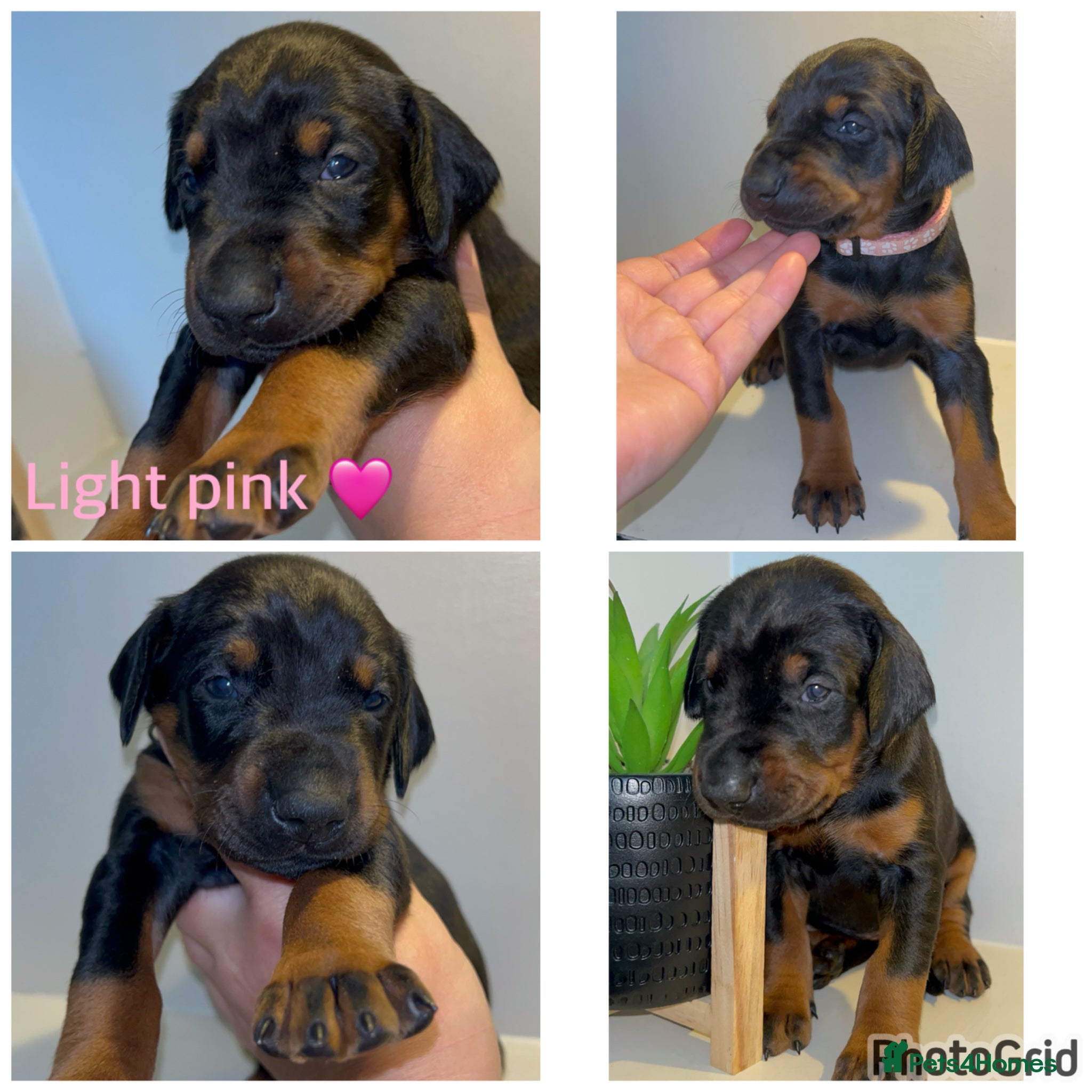 Dobermann dogs 5 beautiful puppies for sale  - Advert 1