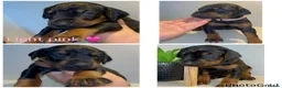 Dobermann dogs for sale: 5 beautiful puppies for sale  - Advert 1