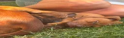 Rhodesian Ridgeback dogs for sale: Beautiful Rhodesian Ridgeback puppies-Family pet - Advert 10
