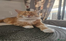 Mixed Breed cats for sale: Lovely kittens for sale  - Image 21