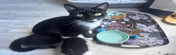 Mixed Breed cats for sale: Mixed breed kittens  in Folkestone - Advert 1