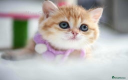 British Shorthair cats for sale: British shorthair Pedigree Neutered  - Image 4