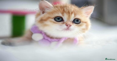 British Shorthair cats - Advert 12