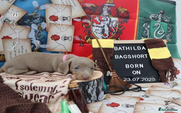 Miniature Dachshund dogs for sale: Beautiful miniature Dachshund Puppies - Image 7