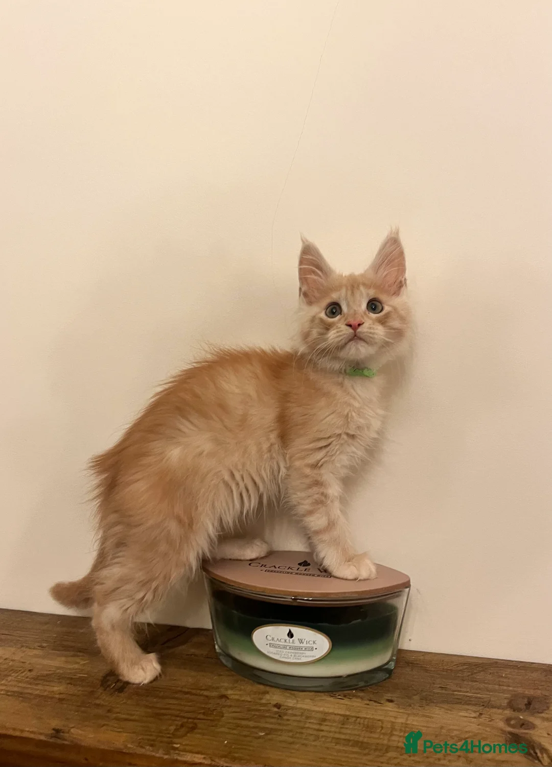 Maine Coon cats for sale: Pure Breed Pedigree Champion Lineage Ginger boys  - Advert 2