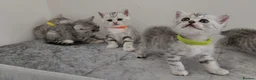 British Shorthair cats for sale: 🏆 Pedigree Silver British Shorthair Kittens 🏆 - Advert 12
