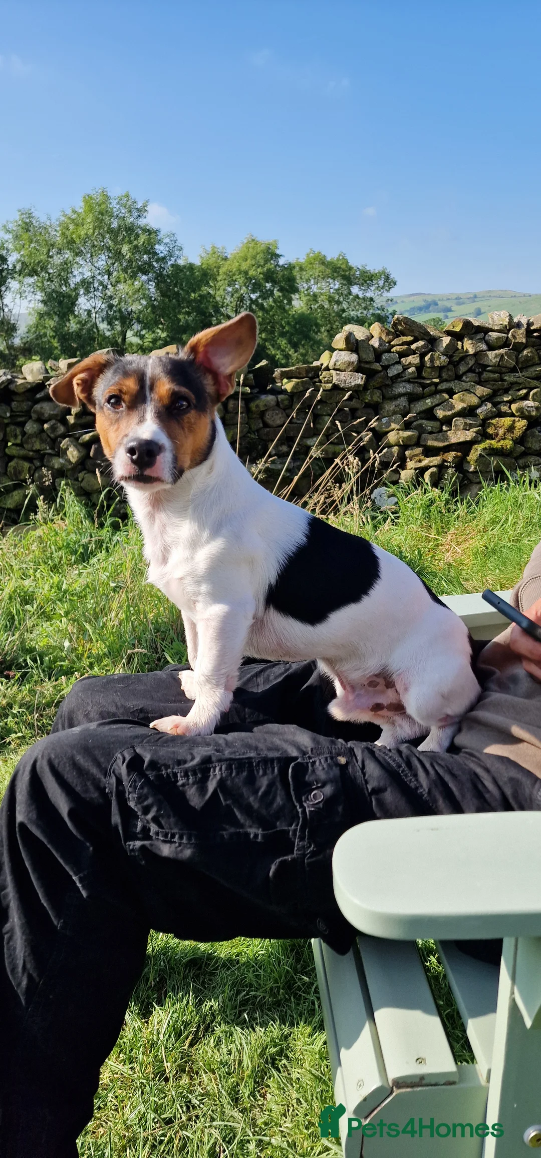 Jack Russell dogs for stud: Tri-colour Jack Russell for stud - Advert 3