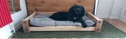 Sprocker dogs for stud: Outstanding Black Sprocker Spaniel for Stud in Yeovil - Advert 7