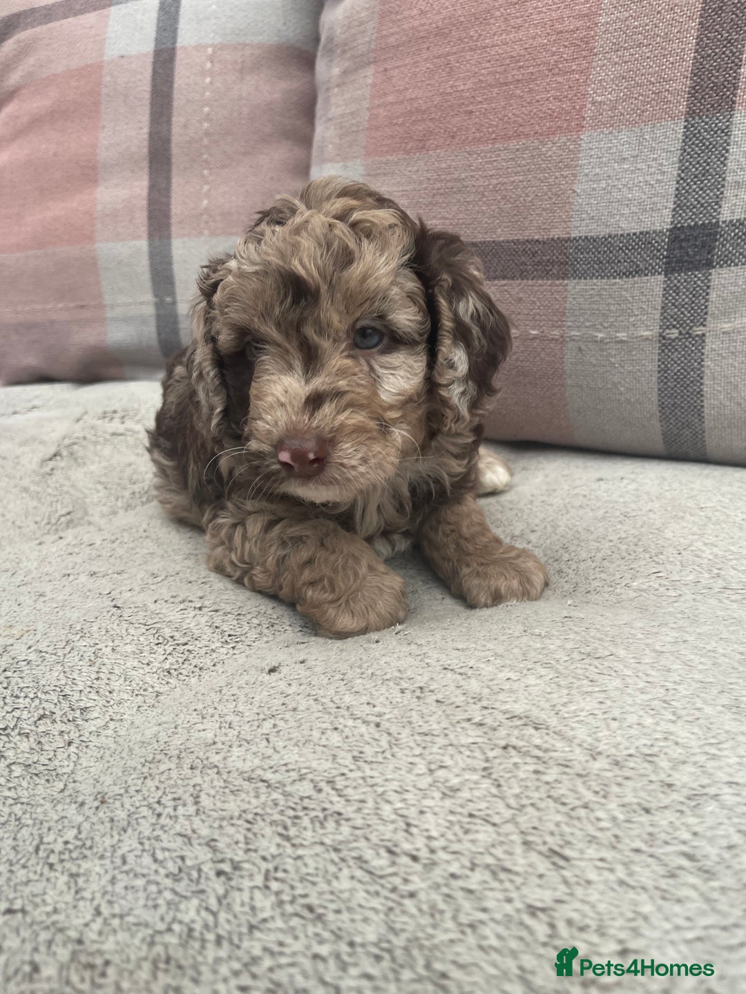 Cockapoo dogs for sale: f1b toy  stunning cockerpoos  - Image 6