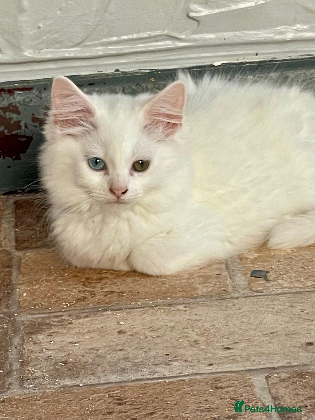 Khao Manee cats for sale: Stunning litter heterochromia kittens  - Image 8
