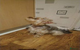 Mixed Breed dogs for sale: shorkie  - Image 5
