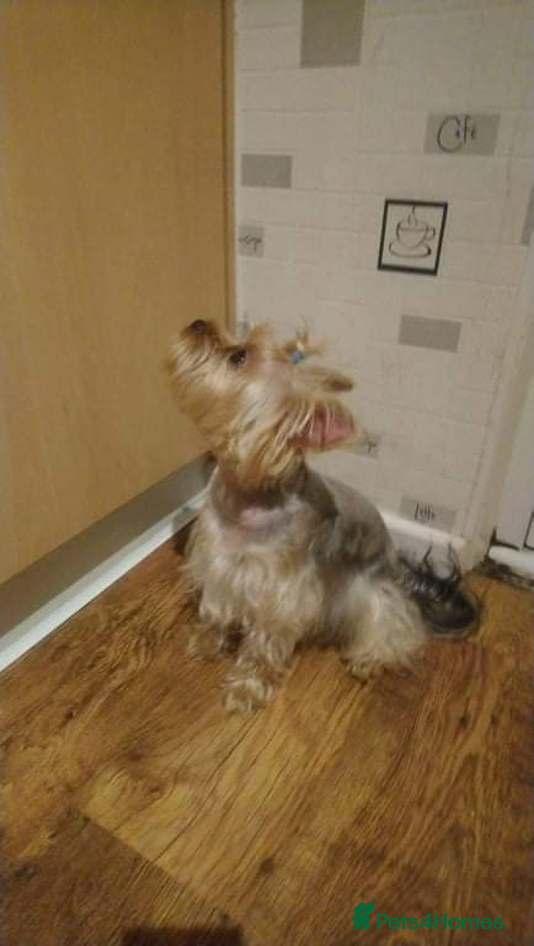 Mixed Breed dogs for sale: shorkie  - Image 5