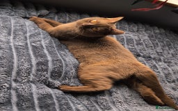 British Shorthair cats for stud: 💦CINNAMON BSH❣️GCCF & TICA active💙STUD 🩸Blood B - Image 3