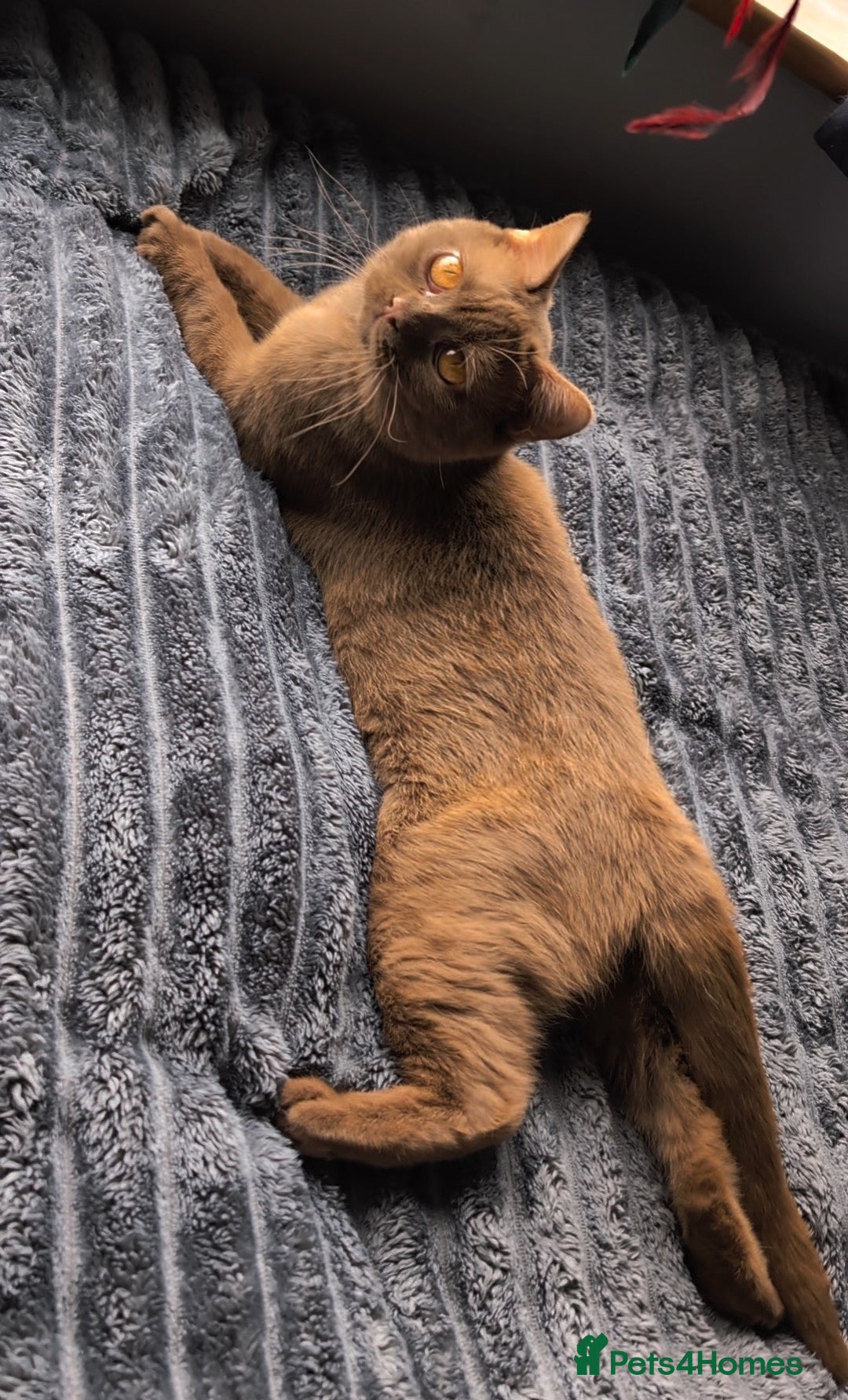 British Shorthair cats for stud: 💦CINNAMON BSH❣️GCCF & TICA active💙STUD 🩸Blood B - Image 3