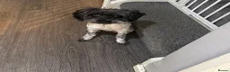 Cockapoo dogs for sale: Bella cockapoo in Redditch - Advert 2