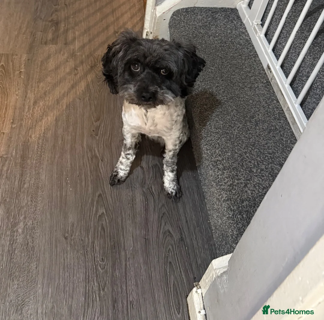 Cockapoo dogs for sale: Bella cockapoo in Redditch - Advert 2