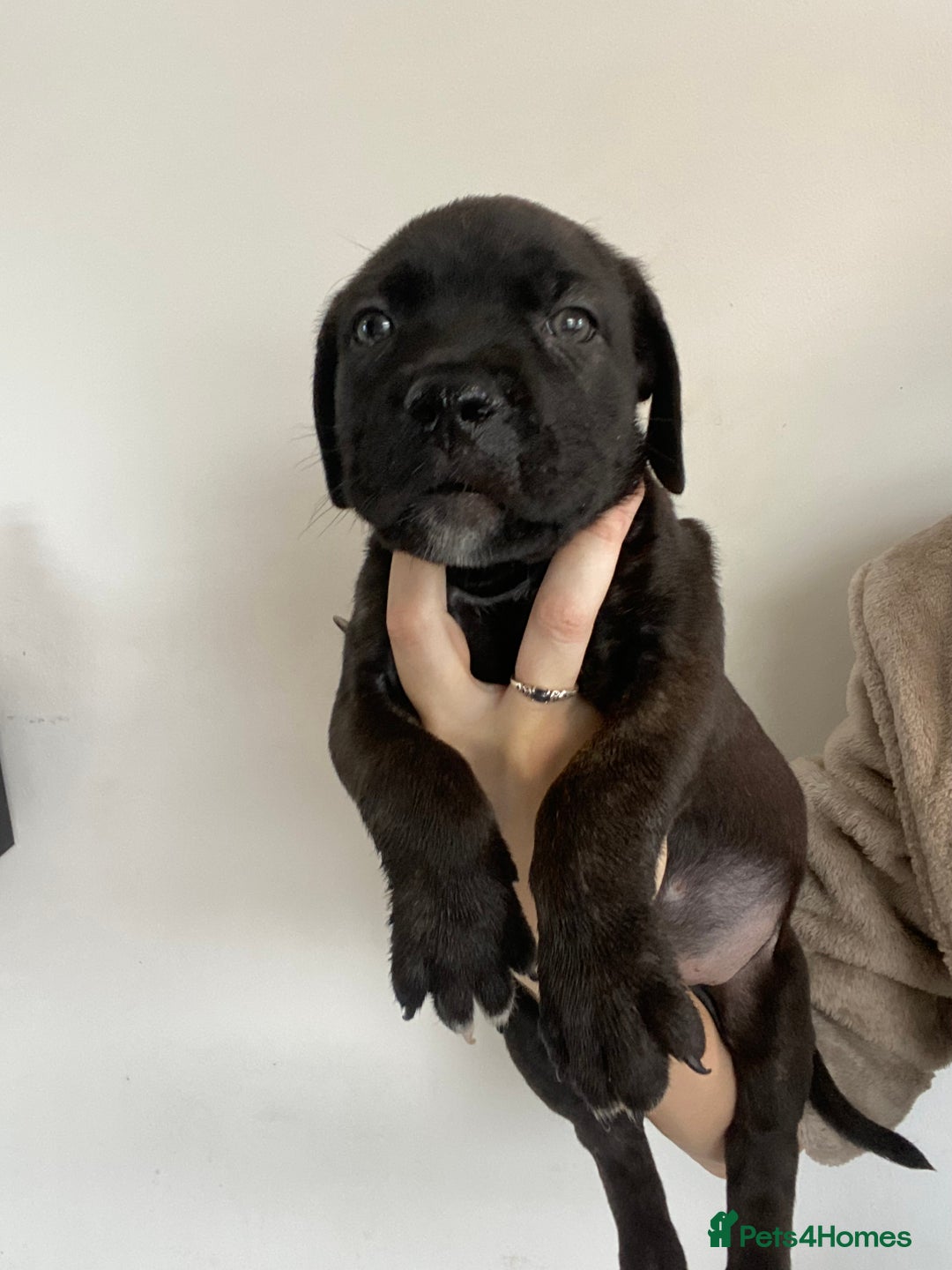 Cane Corso dogs for sale: 🐾 Beautiful Cane Corso Puppies – Ready Soon! 🐾 - Image 3