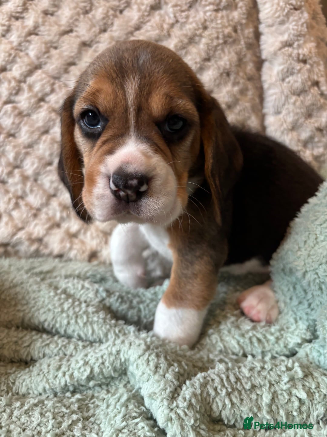 Beagle dogs for sale: KC registered Beagle puppies  - Image 37
