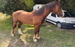 Welsh Section D horses for sale: Urgent sale - Image 2