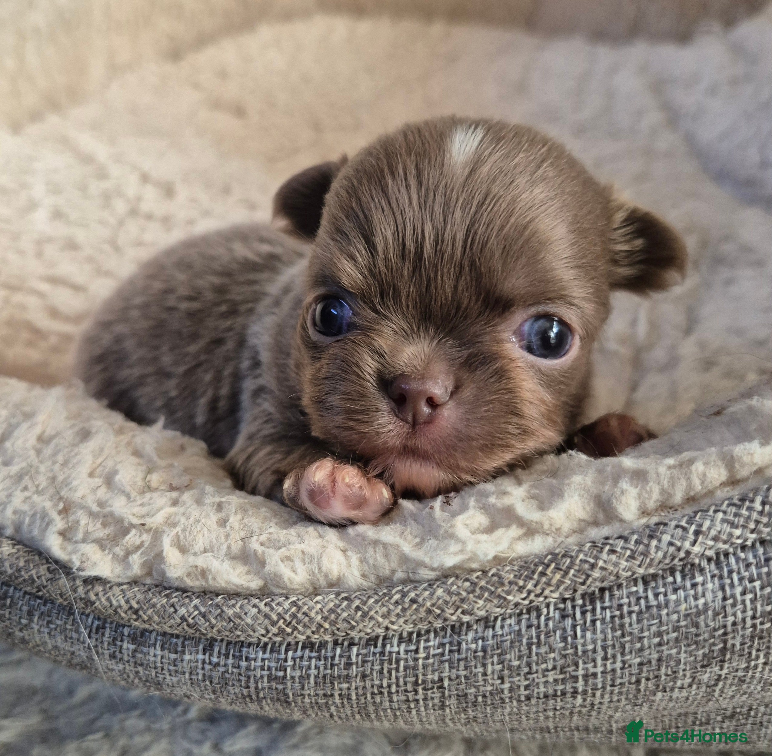 Chihuahua dogs KC chihuahua puppies  - Advert 6