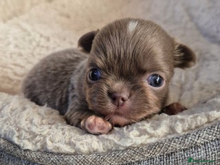 Chihuahua dogs KC chihuahua puppies - Advert 6