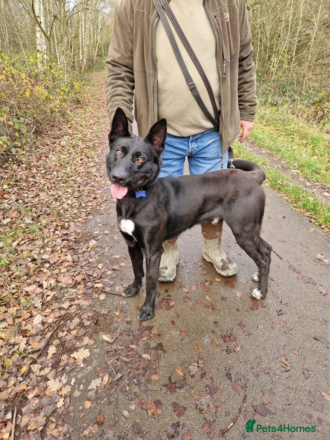 Belgian Shepherd Dog dogs for stud: Big buster up for stud  - Advert 3