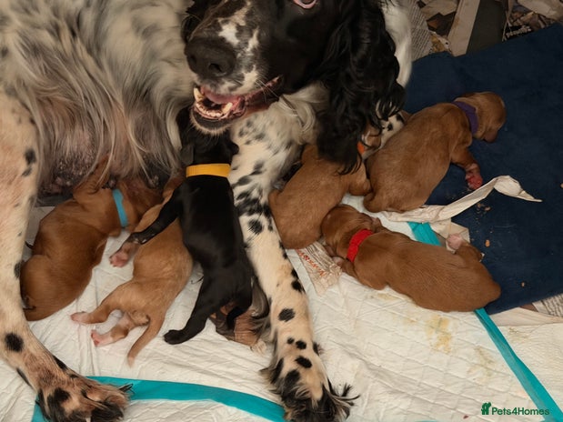Cocker Spaniel dogs Working cocker spaniels - Advert 3