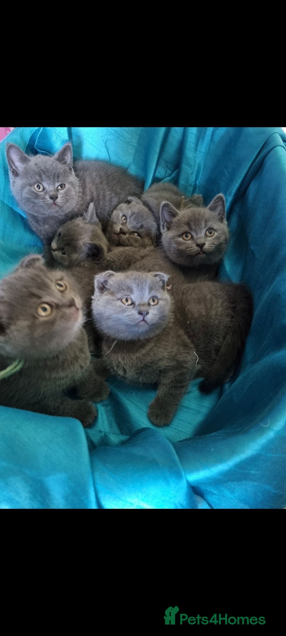 British Shorthair cats Beautiful chunky British short hair kittens 😸  - Advert 1