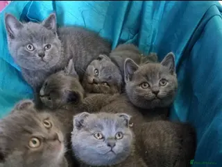 British Shorthair cats Beautiful chunky British short hair kittens 😸 - Advert 1
