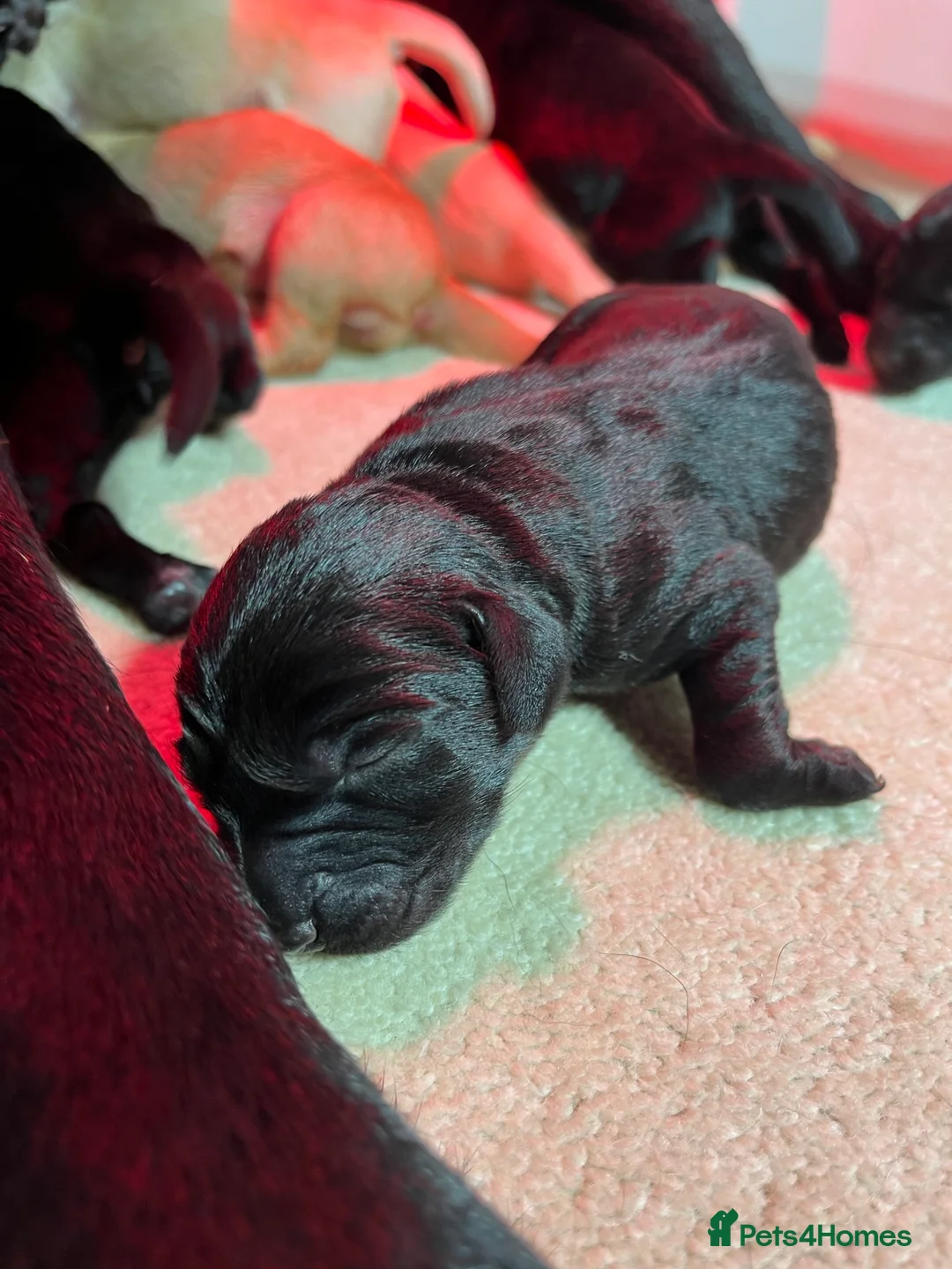 Labrador Retriever dogs for sale: Puppy Culture Raised 🐶 Health Tested - Advert 2