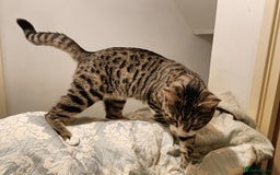 Bengal cats for sale: Bengal X Kittens High % Wild Asian Leopard Cat.  - Image 7
